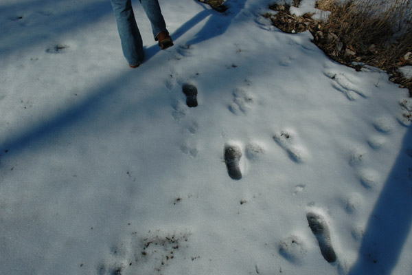 Sarah's Footprints 1