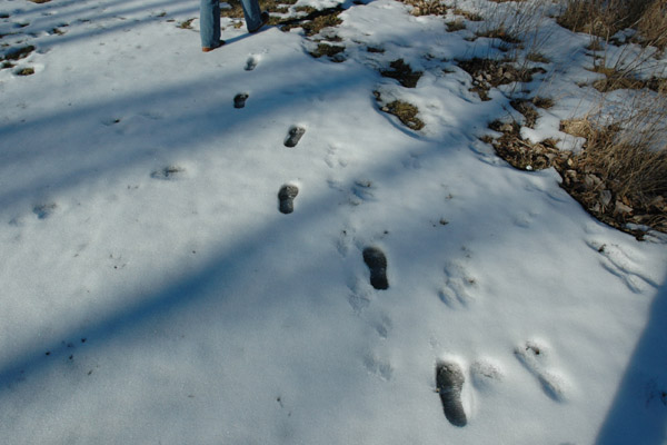 Sarah's Footprints 2