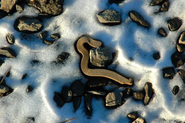 Steel in Snow 2