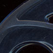 Reel 5 Detail