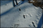 Sarah's Footprints 1
