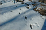 Sarah's Footprints 2